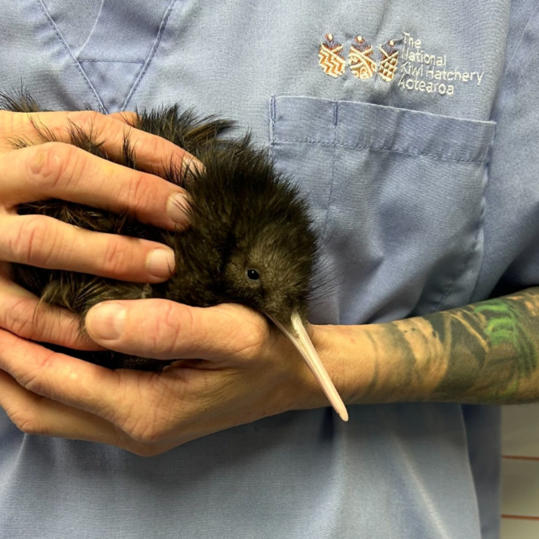National Kiwi Hatchery reopens at Agrodome